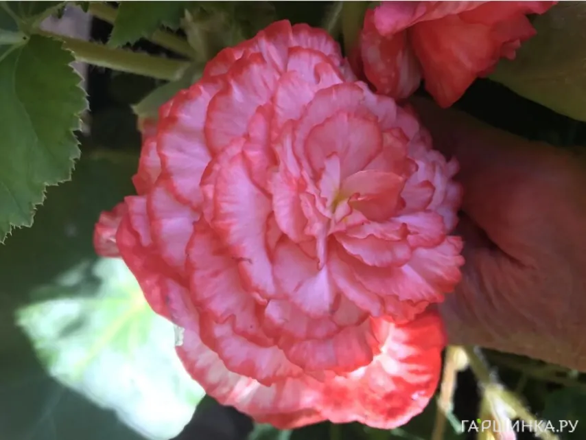 Бегония Мармората