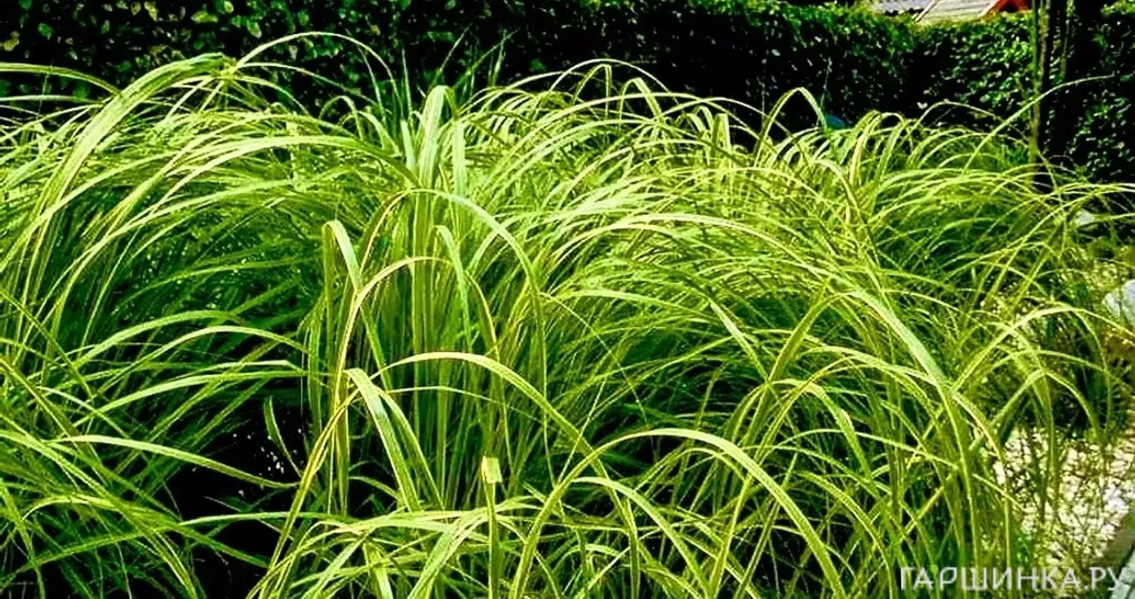 Спартина Вариегата перистая