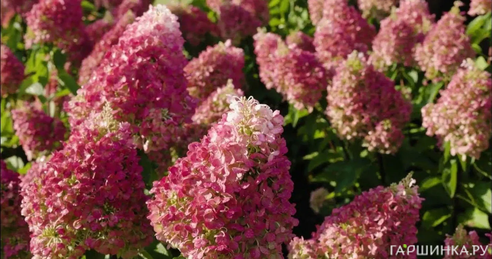Гортензия метельчатая Литл Пинки