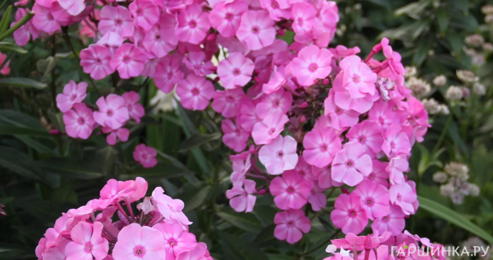 Флокс Вальс