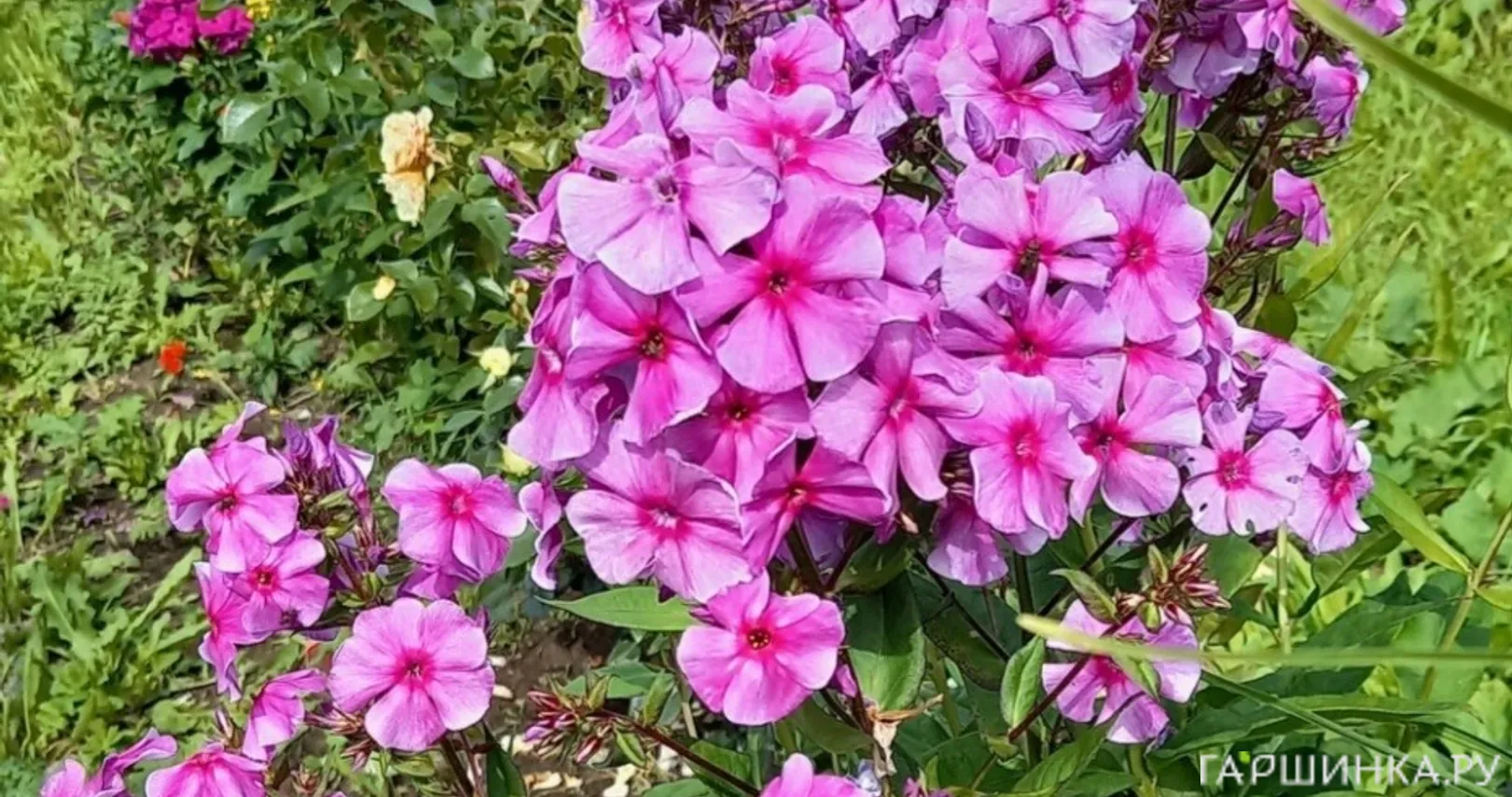 Флокс Виринея