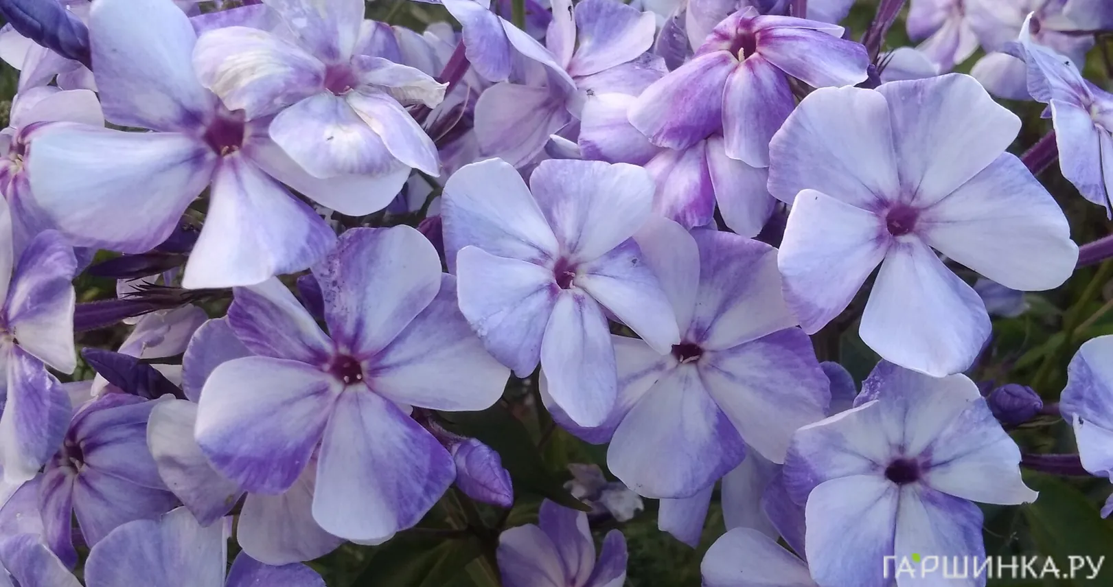 Флокс Гжель