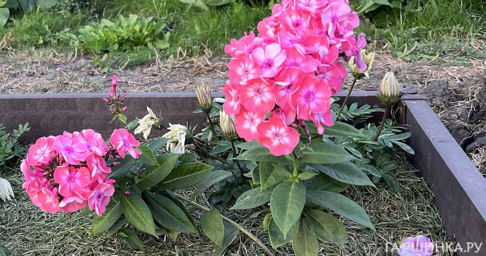 Флокс Илларион