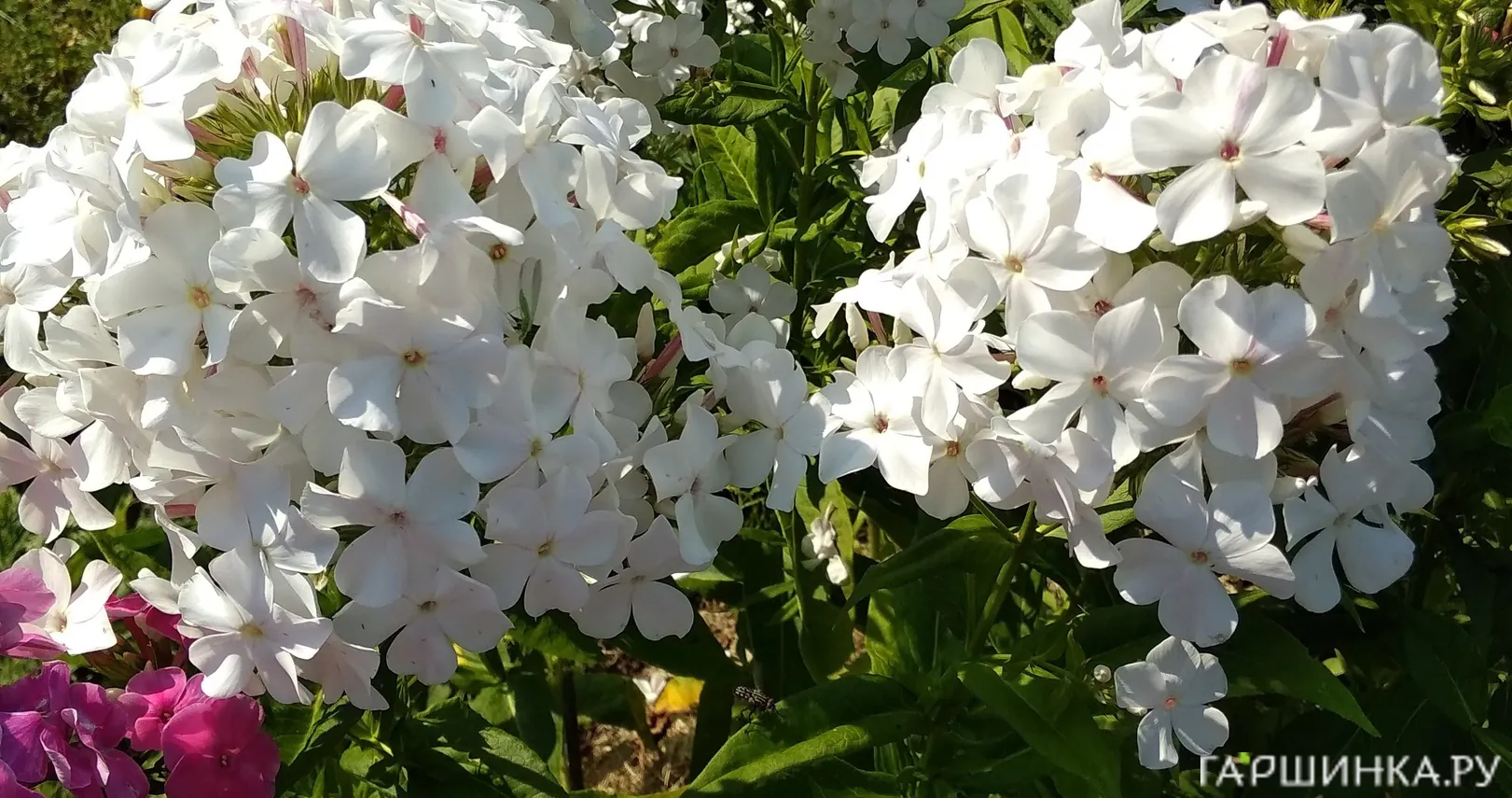 Флокс Царевна лебедь