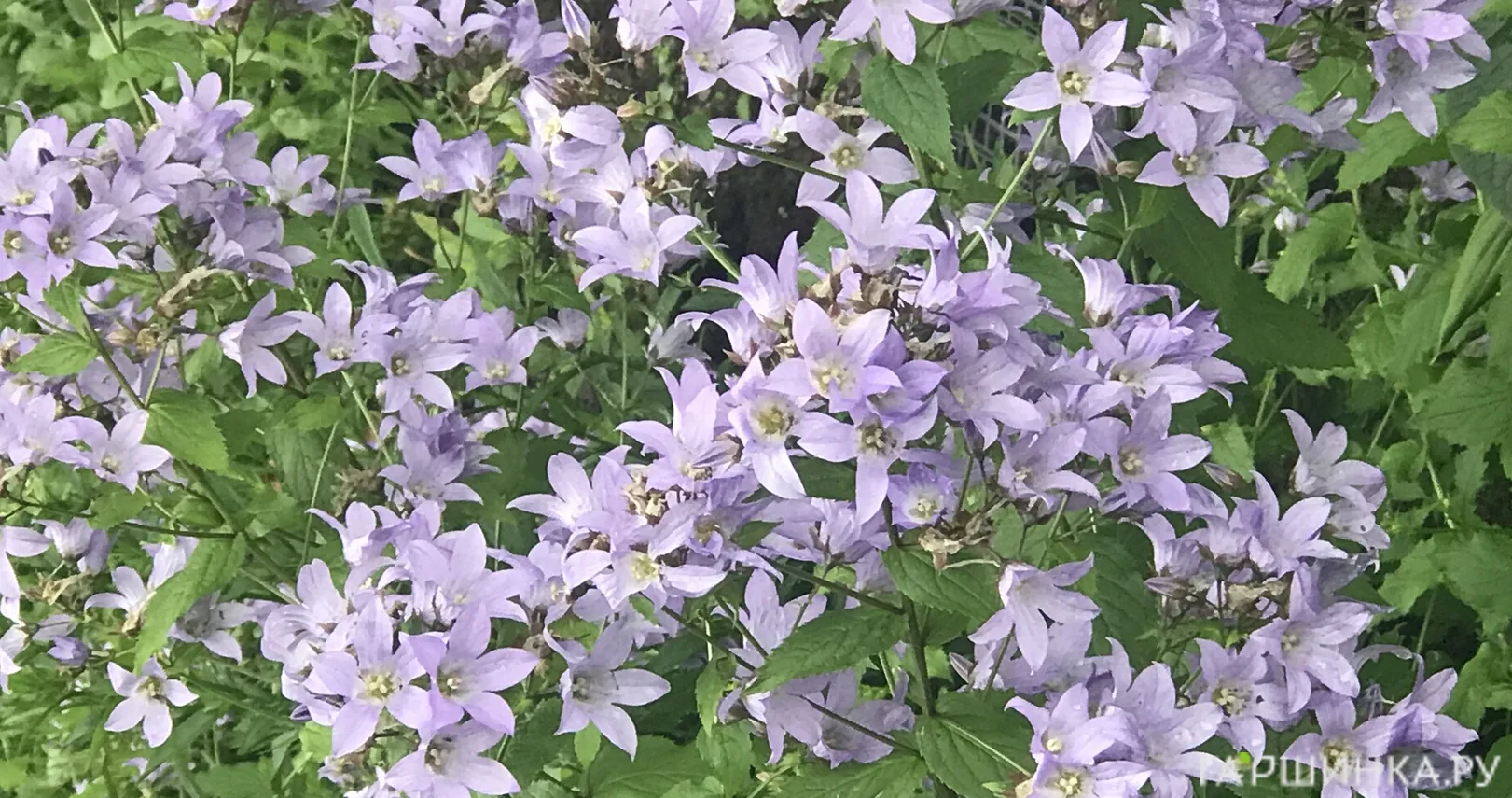 Колокольчик молочноцветковый Причардз Вэраети