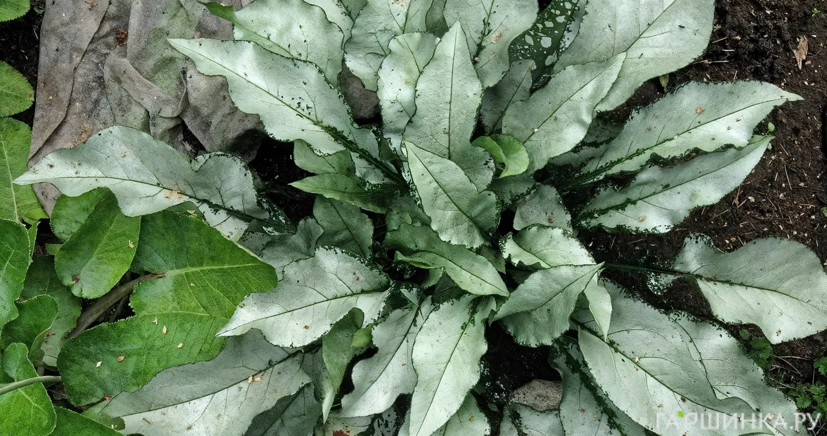 Медуница Маджести