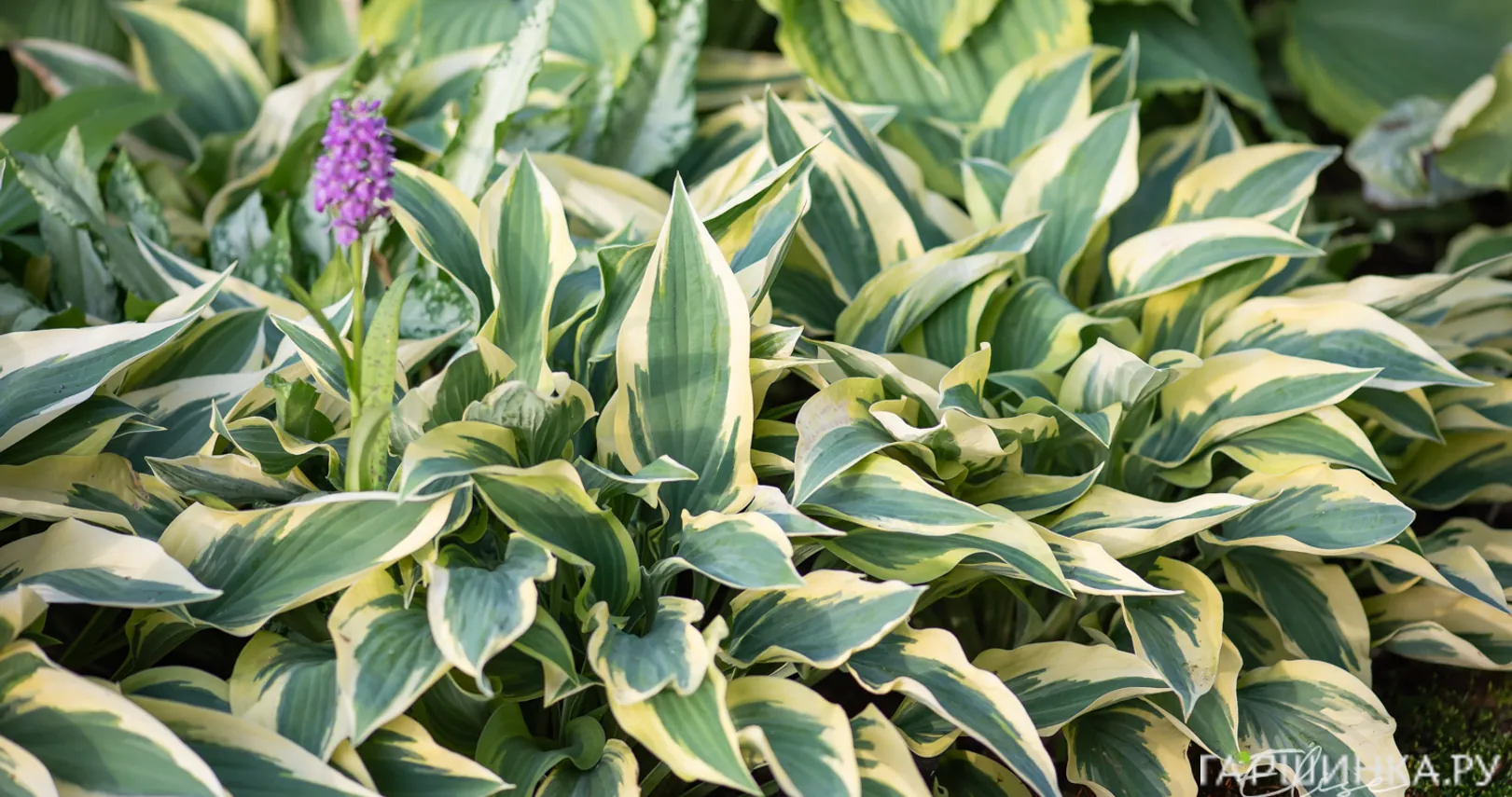 Хоста Волверайн (SM)