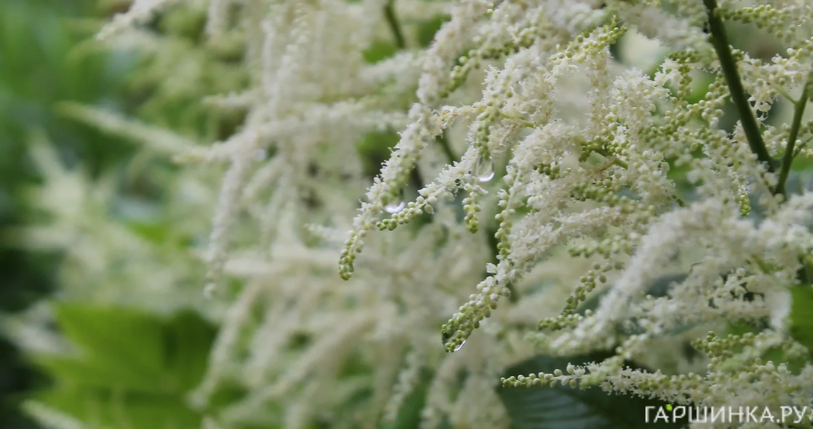 Волжанка двудомная