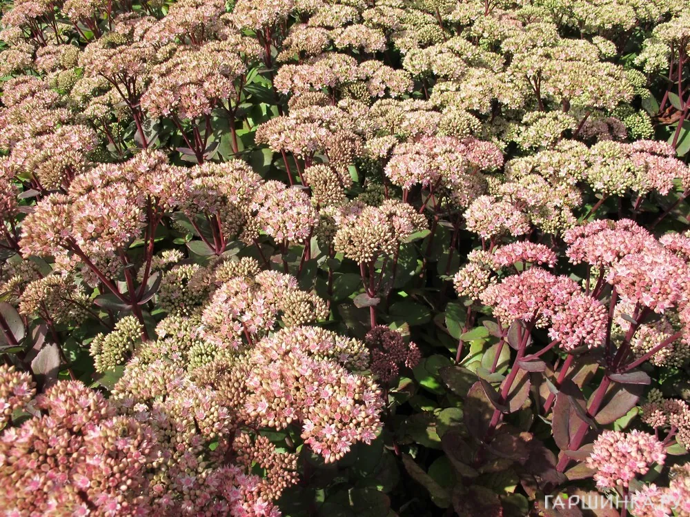 Очиток (седум) Матрона