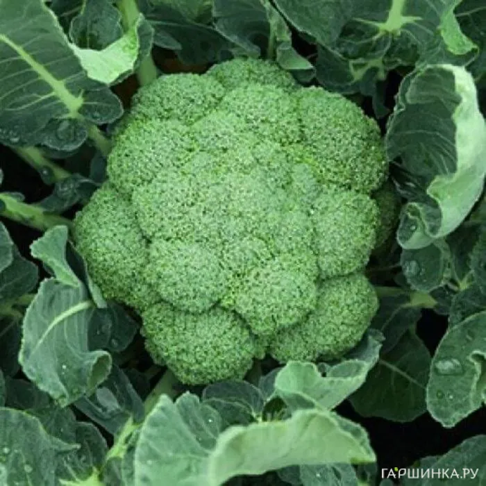 Брокколи Батавия F1 10 шт