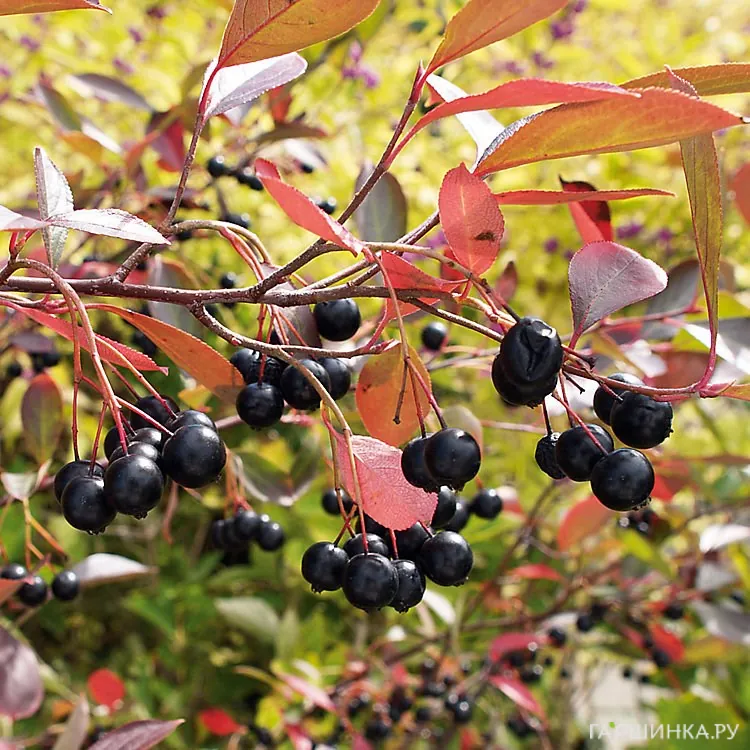 Черноплодная рябина (арония) Хугин на штамбе 120 см