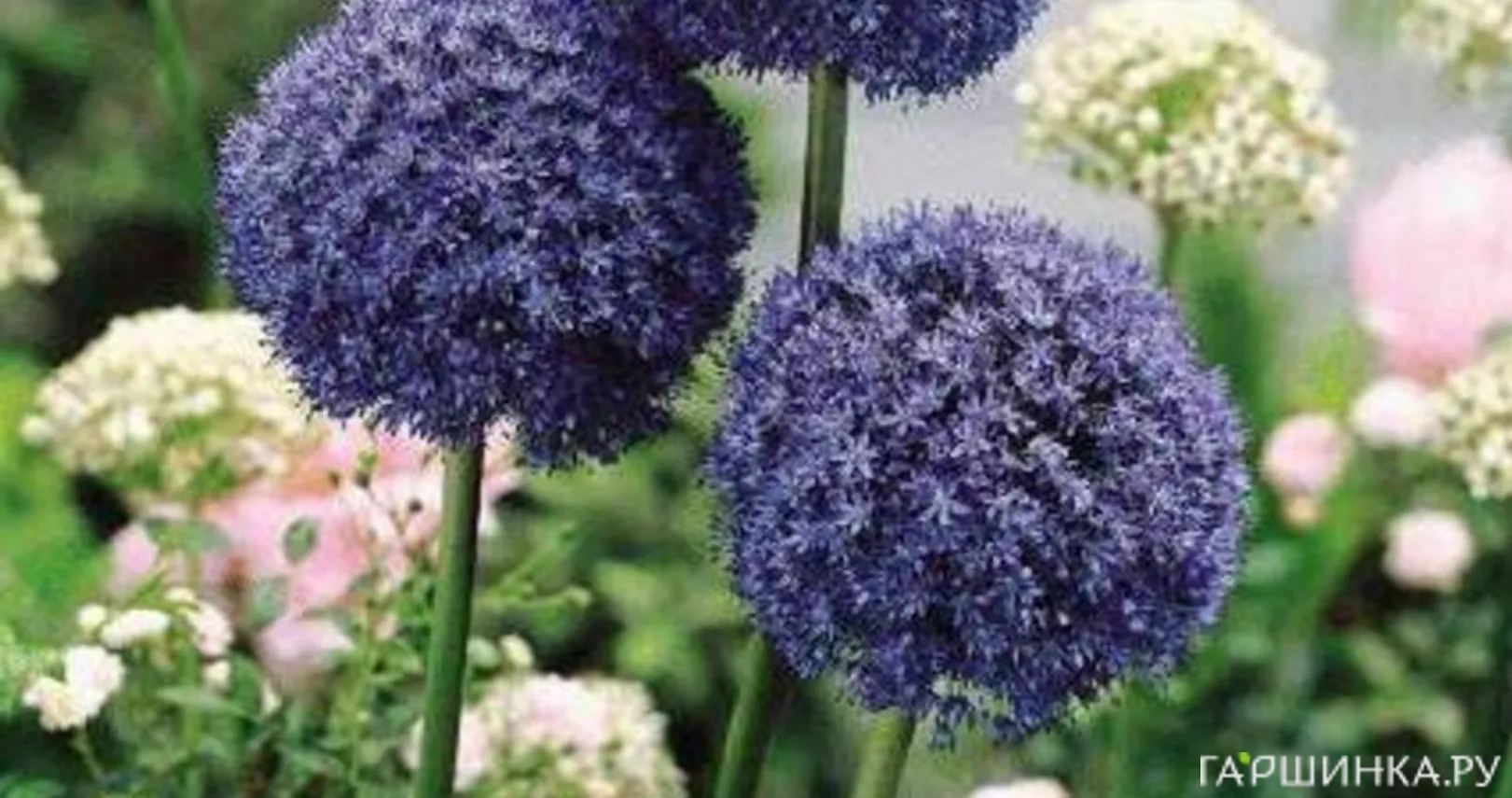 Лук декоративный Азуреум 15 шт