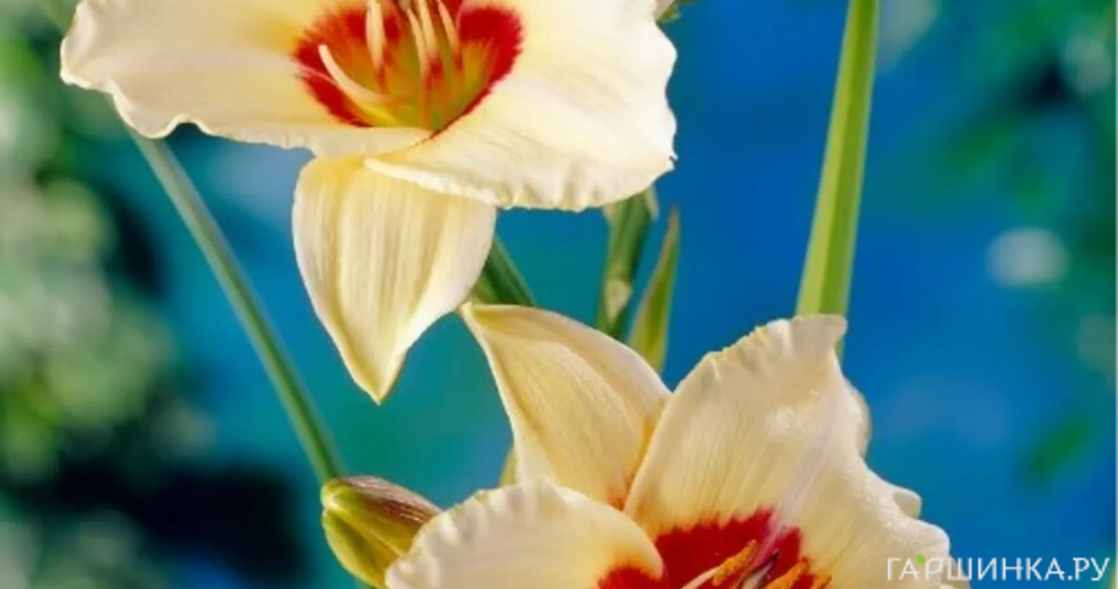 Лилейник Пандорас Бокс