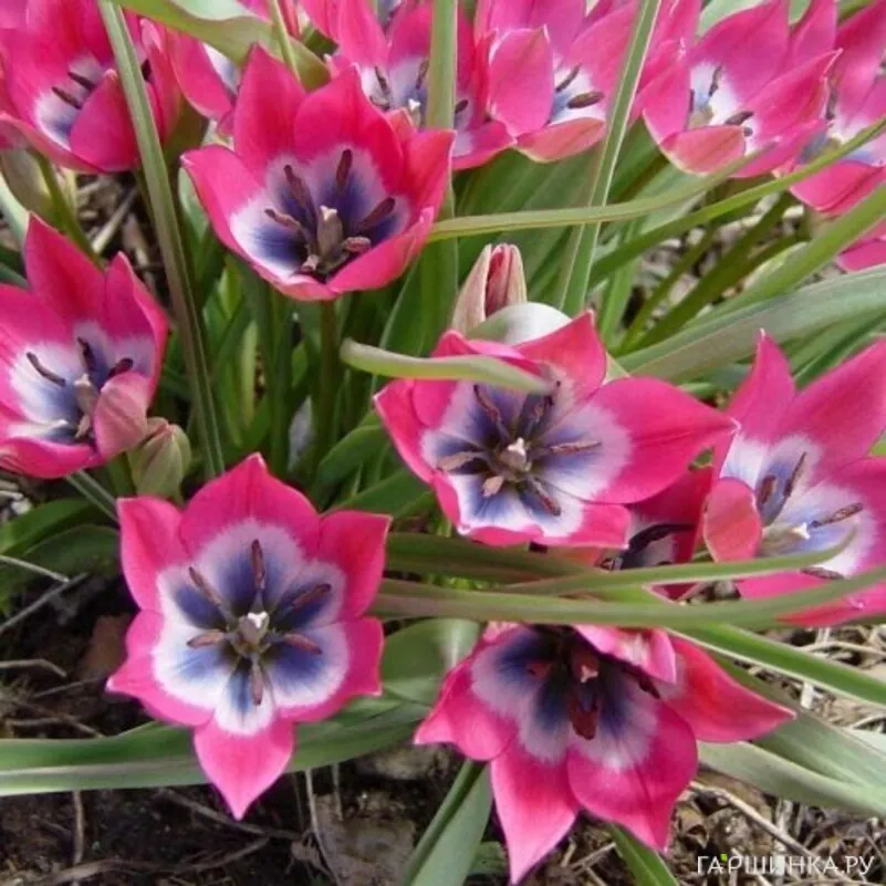 Тюльпан Литл Бьюти карликовый 10шт.