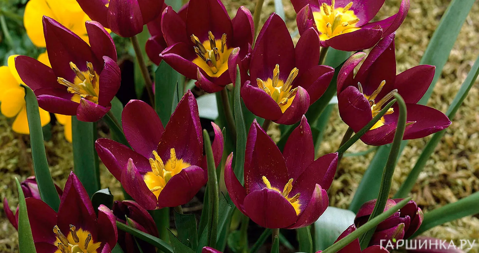 Тюльпан Одалиск ботанический 5шт