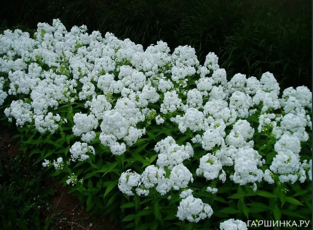 Флокс Давид метельчатый