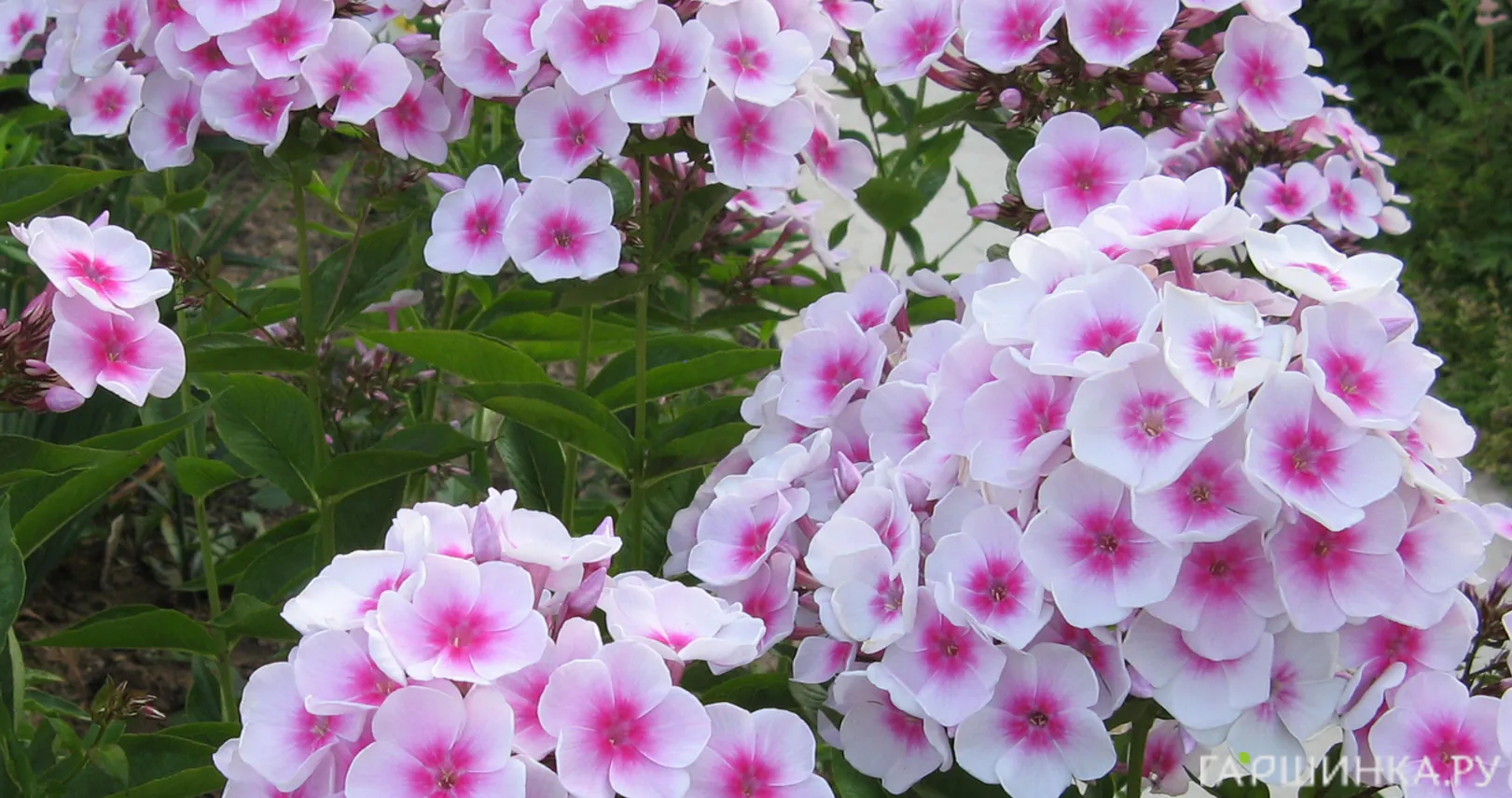 Флокс Европа метельчатый