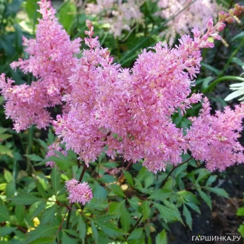 Астильба Арендса Дарвинс Дрим
