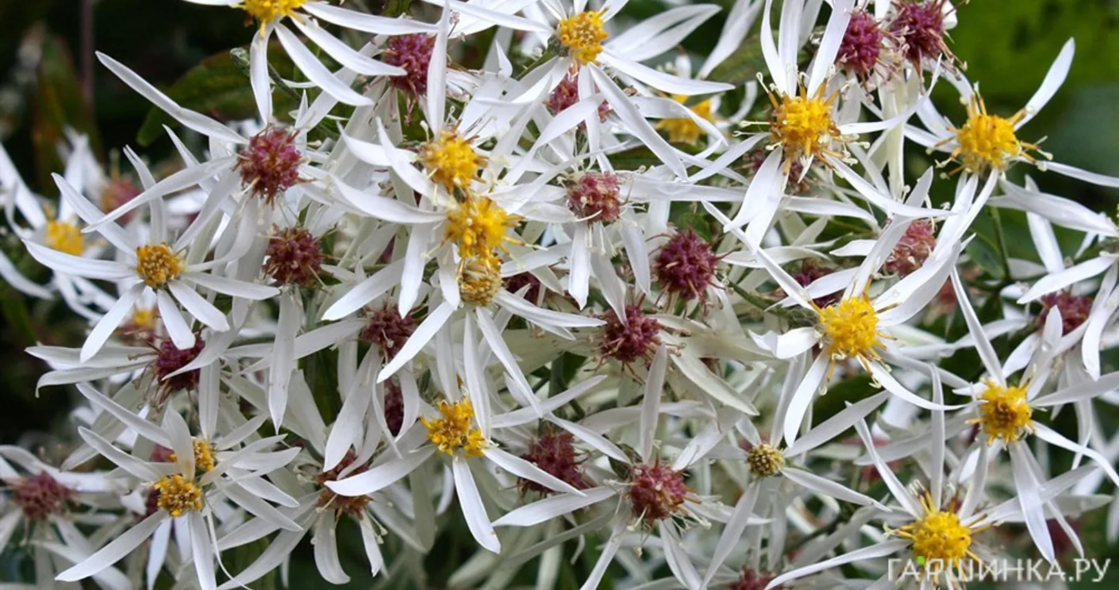 Астра Бет Шатто растопыренная