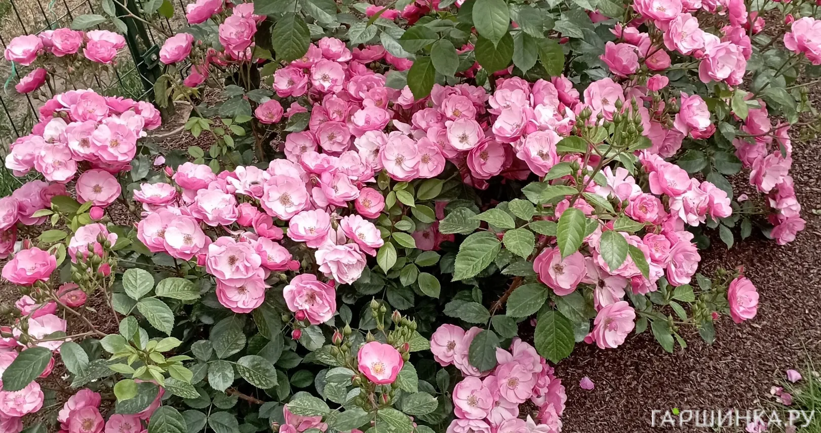 Роза Анжела флорибунда, Кордес (лиц)