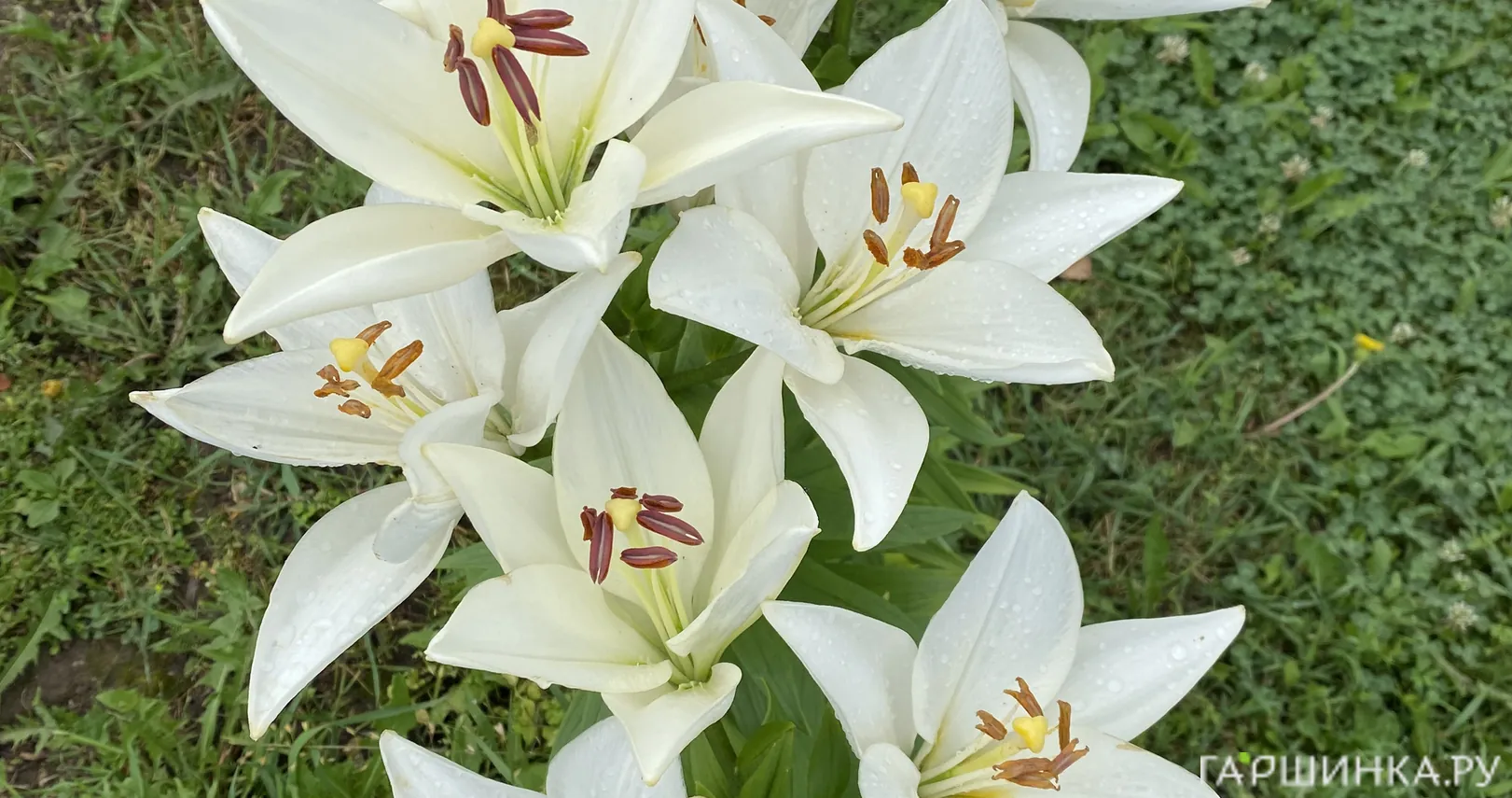 Лилия Брайт Даймонд ЛА-гибрид