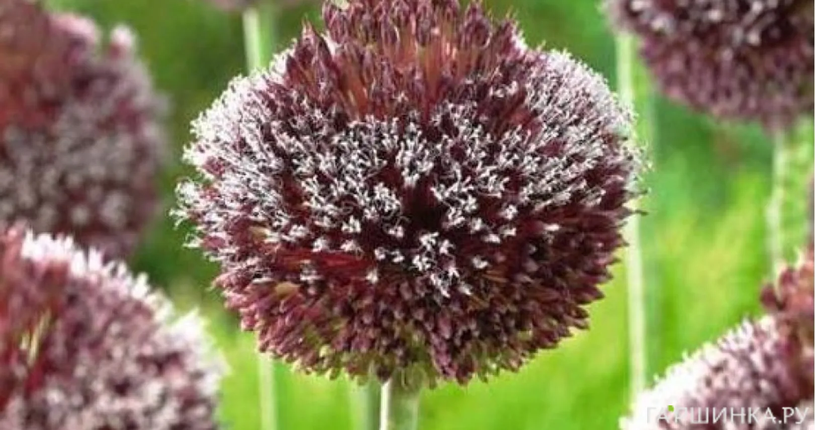 Лук декоративный Форлок 1 шт