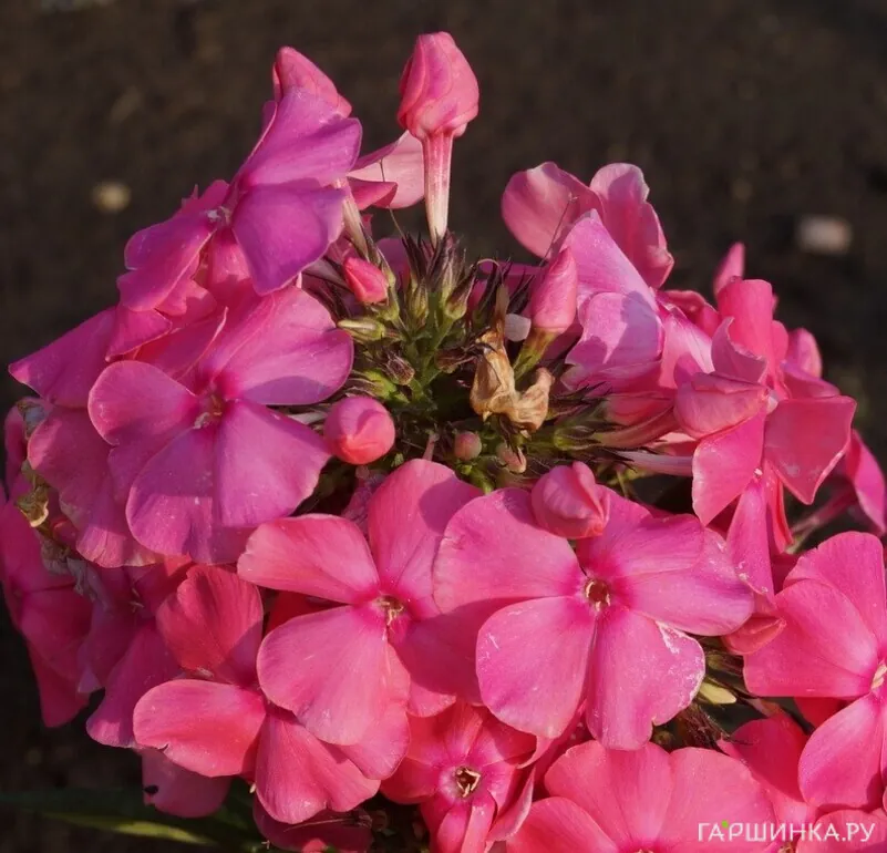 Флокс Алина