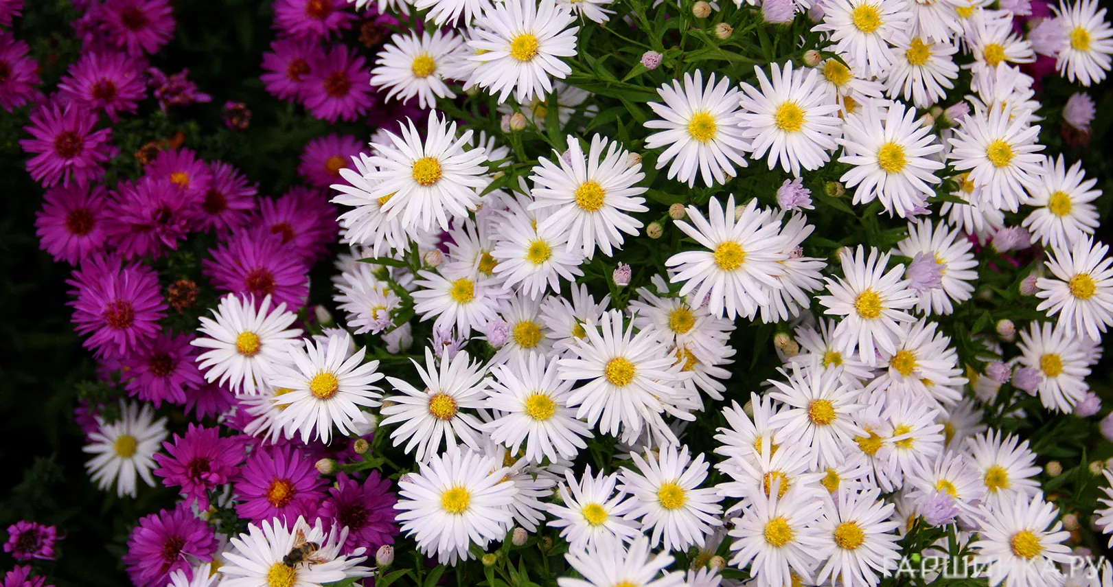 Астра кустарниковая Шникиссен