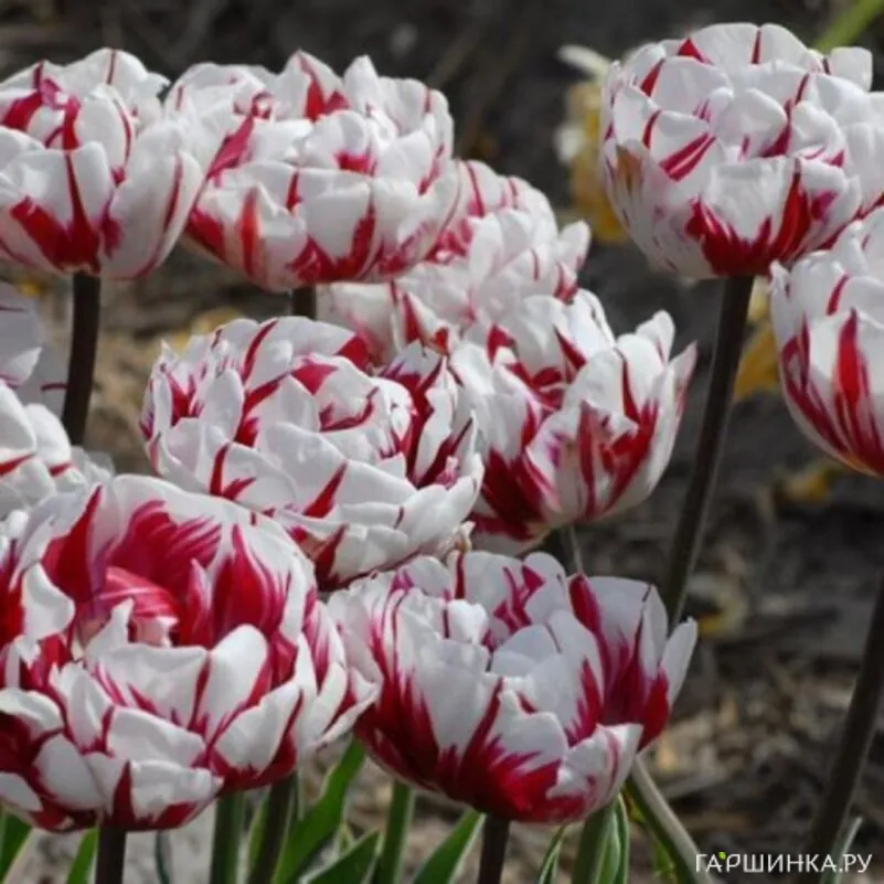 Тюльпан Карнавал де Найс 5шт.