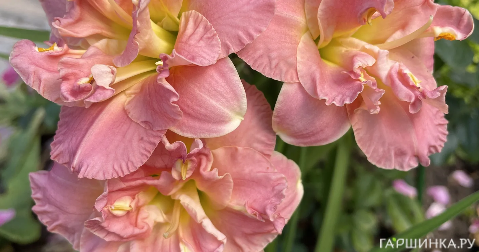 Лилейник Лэйси Долли