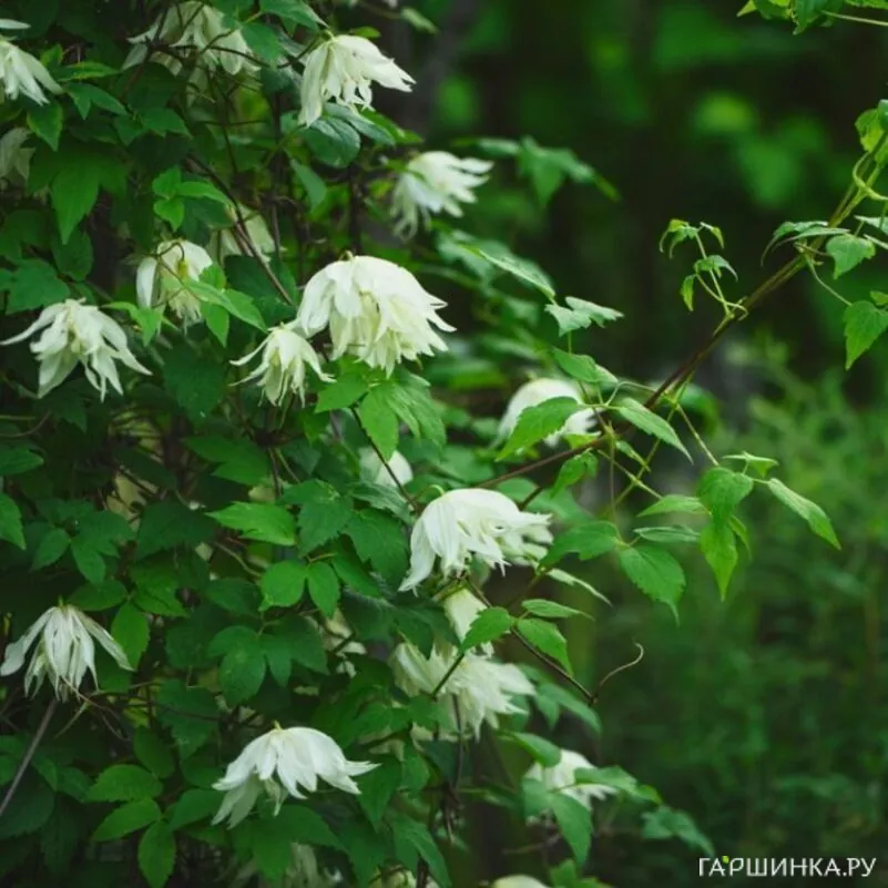 Клематис (Княжик) Лемон Дрим (Лимонная мечта) махровый (1)