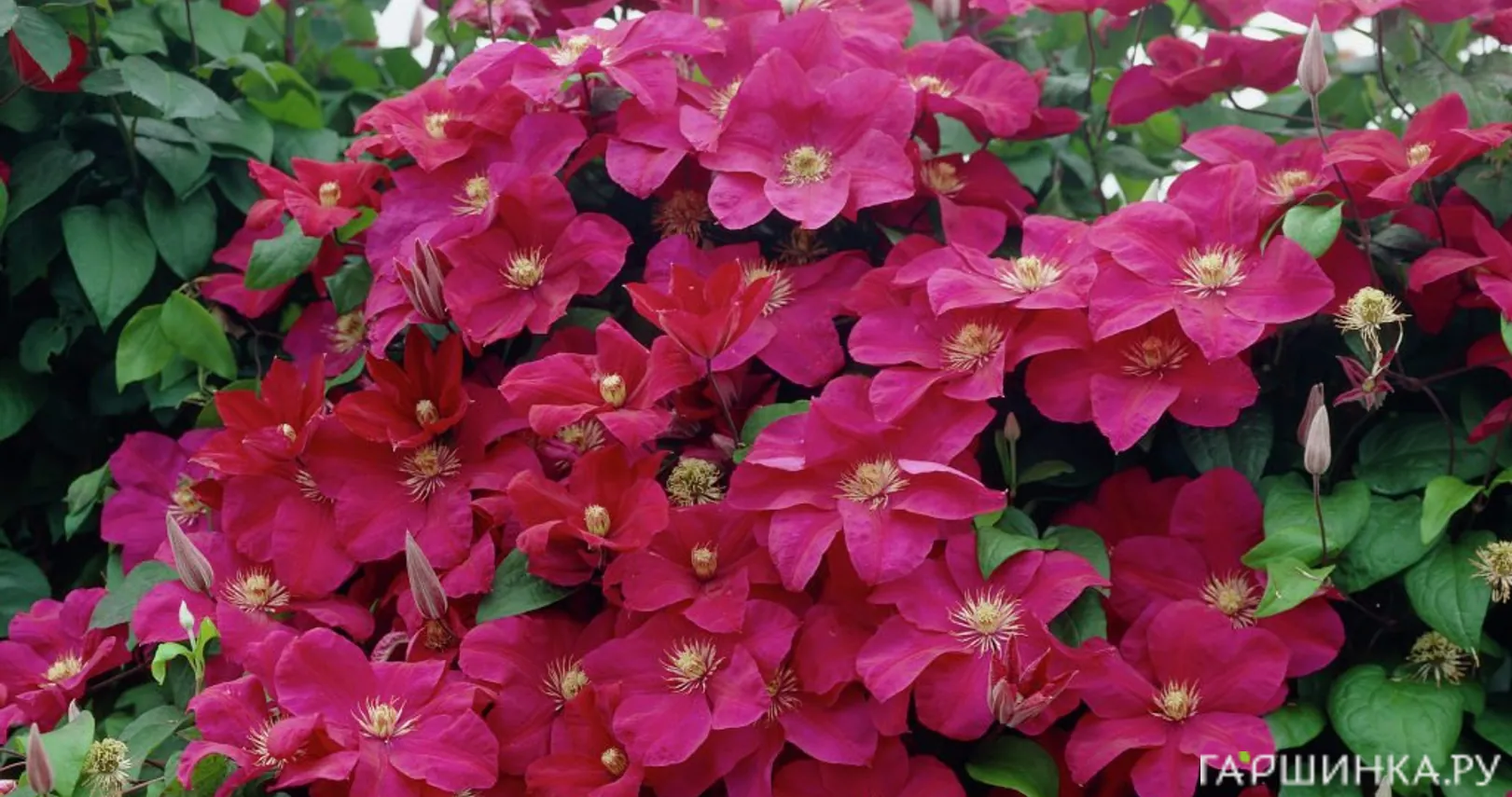 Клематис Руж кардинал крупноцветковый (3)