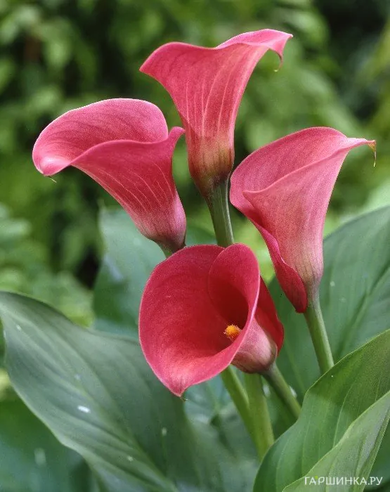 Калла Капитан Романс