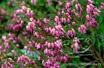 Эрика Натали