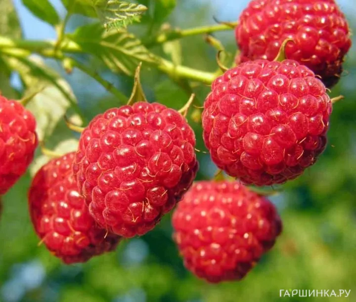 Малина Глен Ампл бесшипная