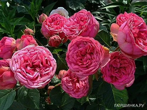 Роза Пинк Пиано чайно-гибридная, Тантау (лиц)