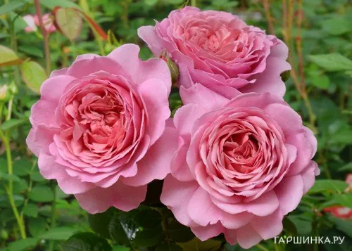 Роза Принцесс Александра оф Кент, Д.Остин кустарниковая (лиц)