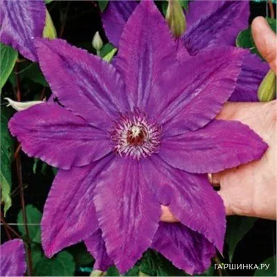 Клематис Каспер крупноцветковый (2)