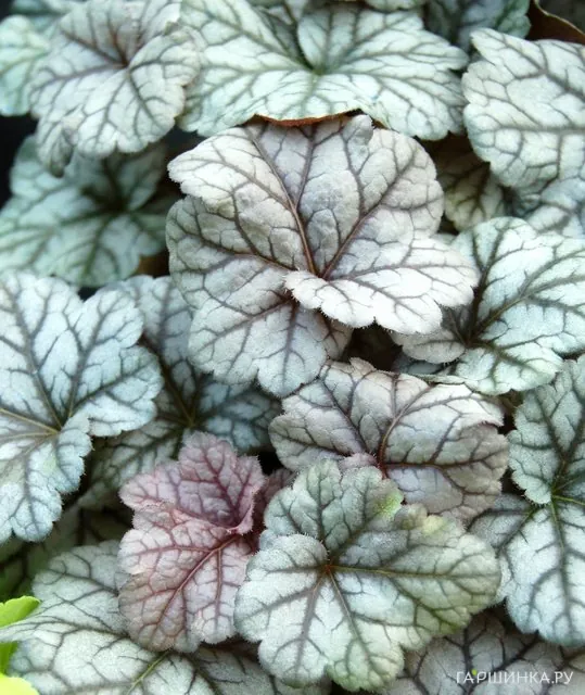 Гейхера Синнабар Силвер