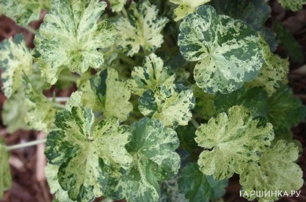 Гейхера Геркулес