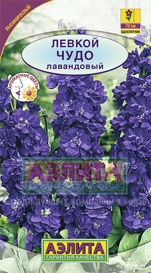 Левкой высокорослый Чудо лавандовый
