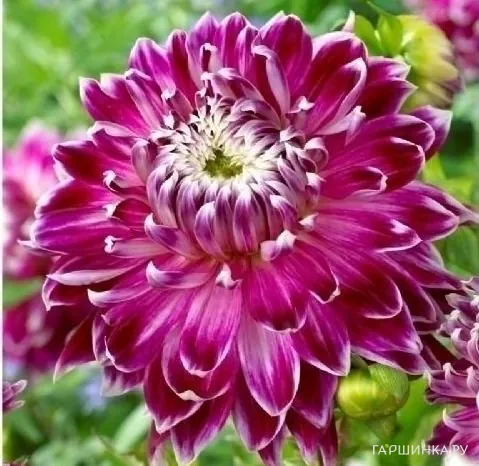 Георгина Ванкувер декоративная