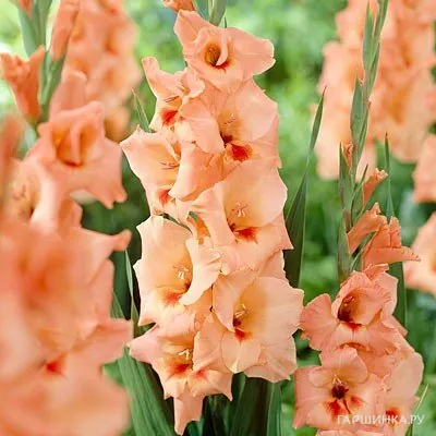 Гладиолус Питер Пирс