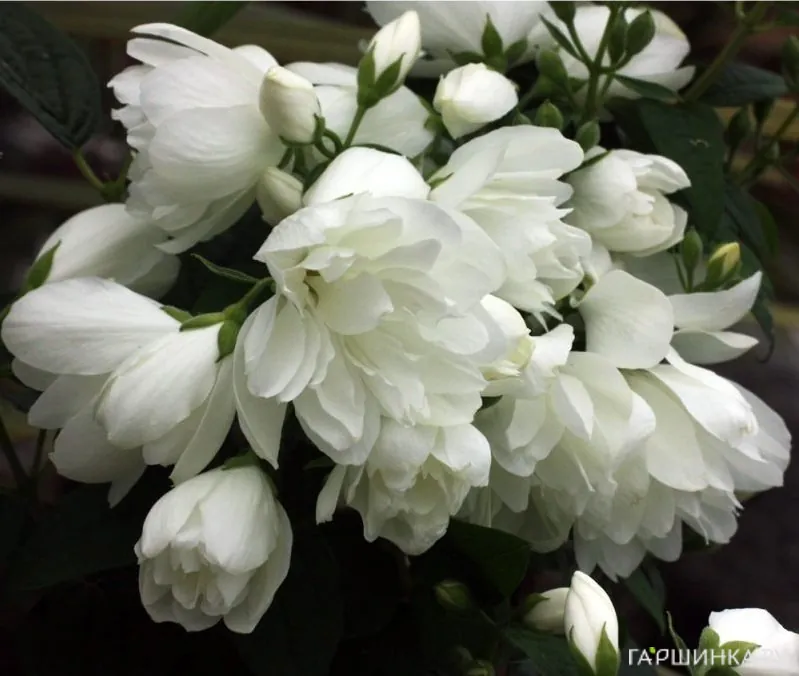 Чубушник Сноубель