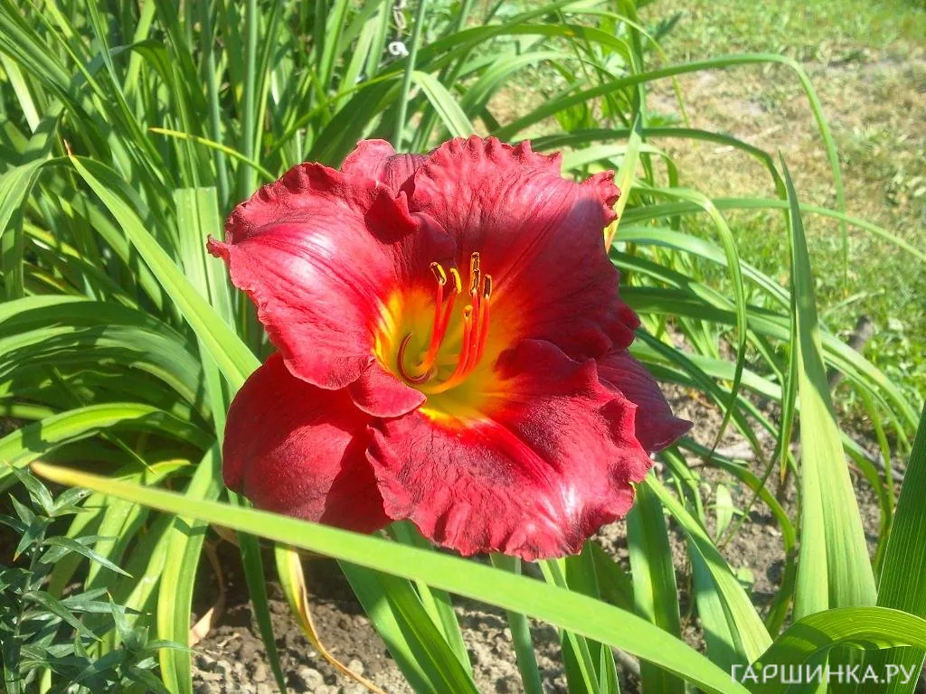 Лилейник Хей Зе