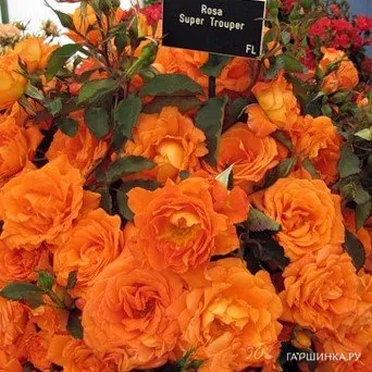 Роза Супер Трупер флорибунда, Топалович (лиц)