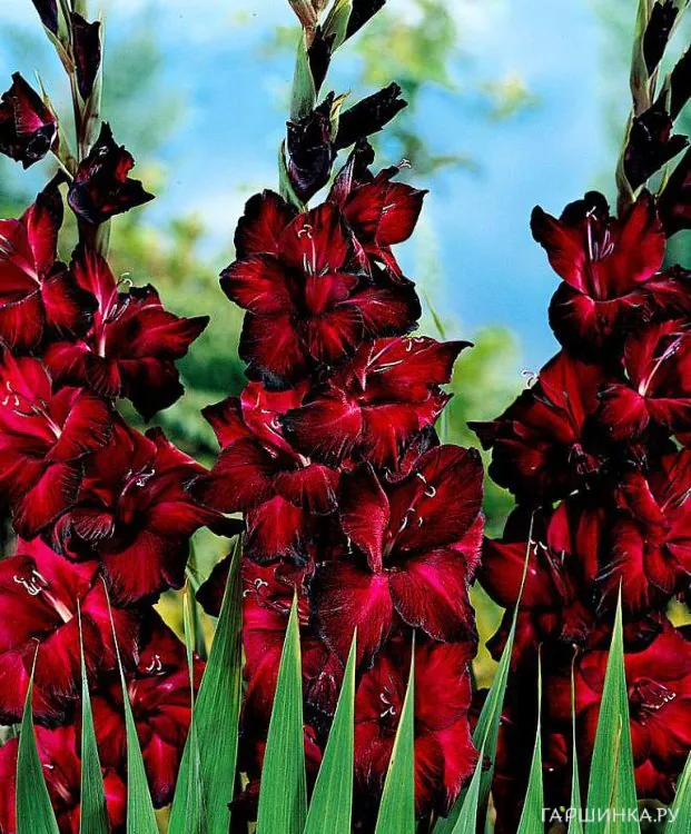 Гладиолус Блэк Джек 5 шт