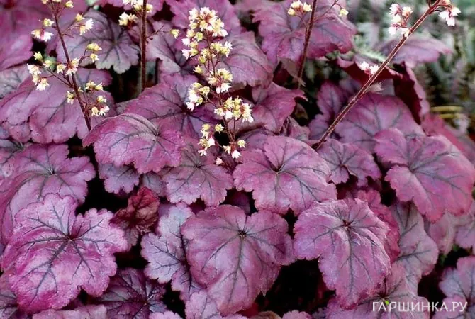 Гейхерелла Плам Рояль