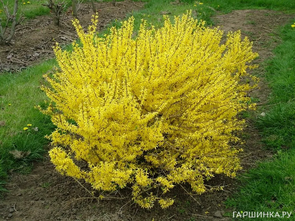 Форзиция Миниголд