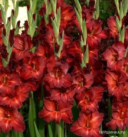 Гладиолус крупноцветковый Чоколате